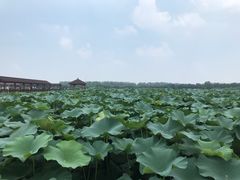 -荷塘月色湿地公园·向阳花洲