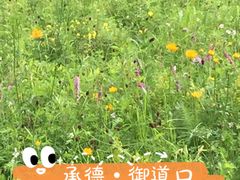 -御道口草原森林风景区