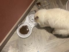 -糯米喵星人总部直营旗舰店·猫舍·幼猫出售
