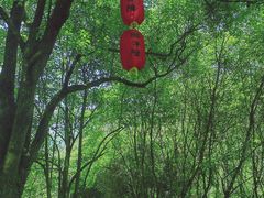 -石台牯牛降景区