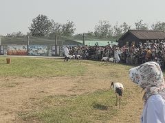 -盐城丹顶鹤湿地生态旅游区