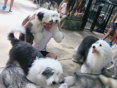 -TrueLove @ Neverland (Husky Cafe)