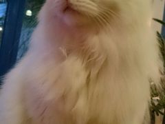 -Anne猫窝咖啡屋