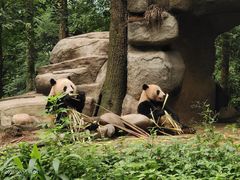 -中国大熊猫保护研究中心雅安碧峰峡基地