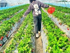 -喜杨洋草莓采摘园
