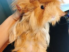 -藦茜花园宠物主题亲子互动体验馆(国顺东路店)