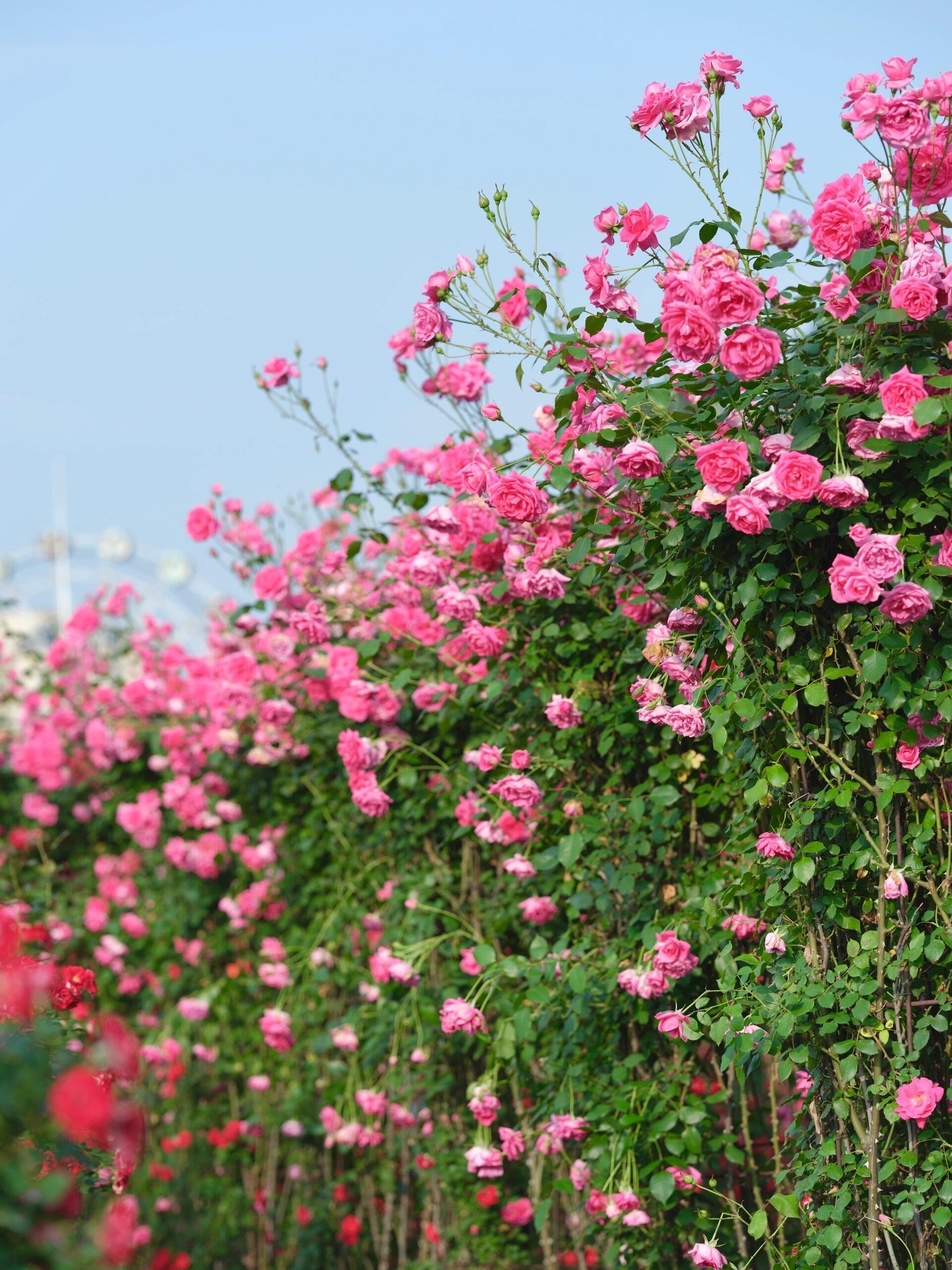 植物园的玫瑰花海好绝呀
