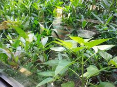 -Le Chalet Dalat