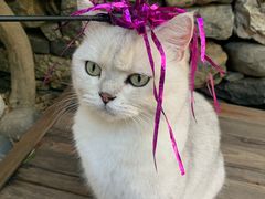 -喵屿·大理花园猫咖