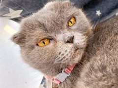 -我爱猫咪·猫咖·狗咖·安哥拉兔·羊驼咖(小寨华旗店)