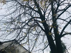 -蒋氏故居