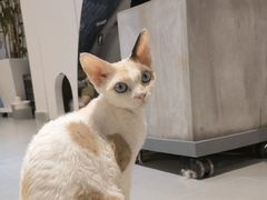 -琪喵猫屋·撸猫猫咖·猫舍