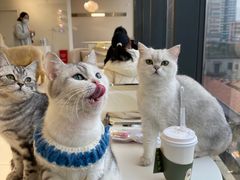 -怪兽屋·羊驼·猫咖·狗咖(俊华广场店)