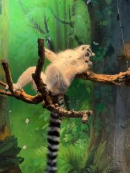 -Zoolung Zoolung动物主题公园(海信广场店)