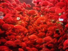 -太平洋海底世界