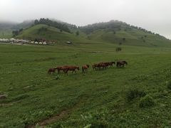 -关山草原