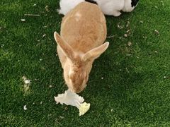 -北京鹿世界主题园