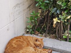 -思南公馆商业街