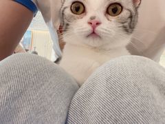 -飞行喵MR PILOT|猫舍·猫咖(静安大融城店)