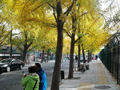 -三里屯东五街银杏大道