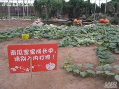 -观光南瓜园