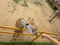 -西霞口神雕山野生动物世界