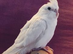 -momokira米努特·德文卷毛猫·棉花面纱犬