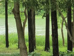 -贡湖湾湿地公园