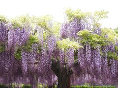 -嘉定紫藤园