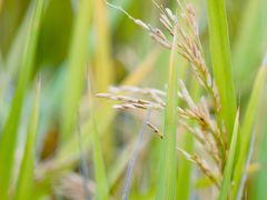 -中国天府农业博览园