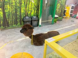 -神奇动物撸宠馆·羊驼·小浣熊·异宠(豫园店)