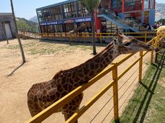 -西霞口神雕山野生动物世界