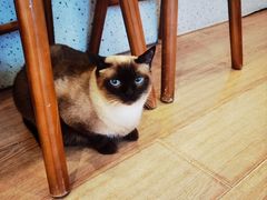 -有猫主题·治愈系猫咖(曾厝垵店)