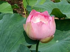 -亚沙水生植物园