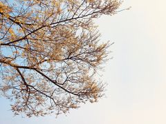 -西湖外事游船(湖滨二公园外事游船码头)