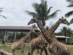 -海南热带野生动植物园