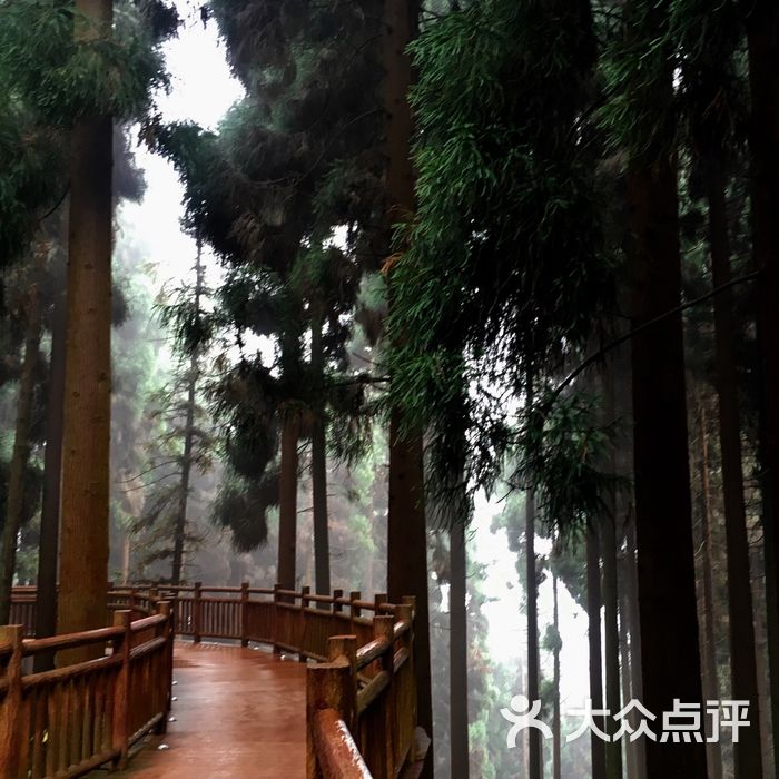 峨眉山七里坪森林栈道景区