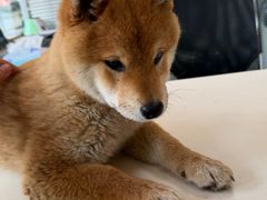 -美美宠物诊疗中心·异宠·骨科(滨江东信分院)