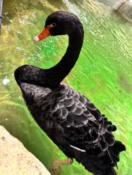 -Zoolung Zoolung动物主题公园(海信广场店)