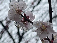 -杭州植物园