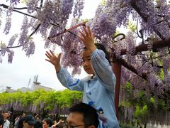 -嘉定紫藤园
