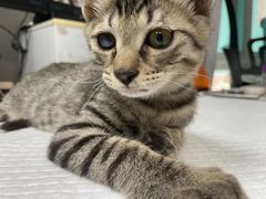 -爱侣宠医·鹦鹉专科·小型哺乳类·异宠专科(灵石路店)