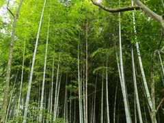 -上海佘山国家森林公园天马山园