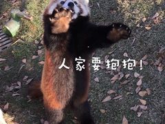 -灵玲国际马戏城