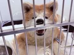 -美联众合动物医院·24h转诊中心