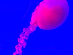 -瑞普利水族馆