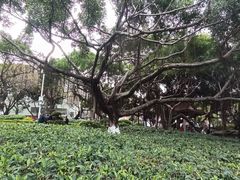 -古榕公园