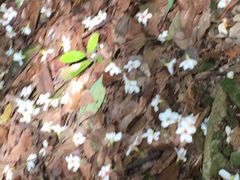 -雁荡山三折瀑景区