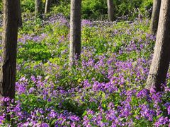 -昆山城市生态森林公园