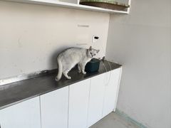 -怪兽屋·羊驼·猫咖·狗咖(俊华广场店)